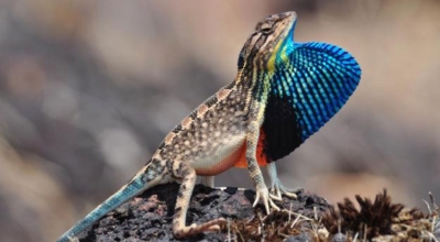 The incredible flora and fauna